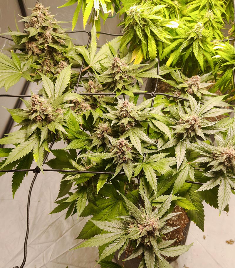 Roślina odmiany Tropicanna Poison F1 Fast Version – zdjęcie 5
