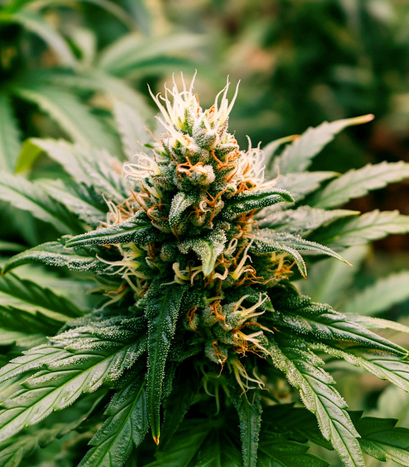 Roślina odmiany Bruce Banner #3 – Blimburn Seeds – zdjęcie 4