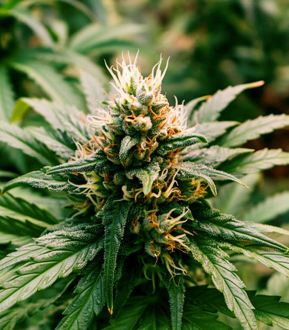Roślina odmiany Bruce Banner #3 – Blimburn Seeds – zdjęcie 4