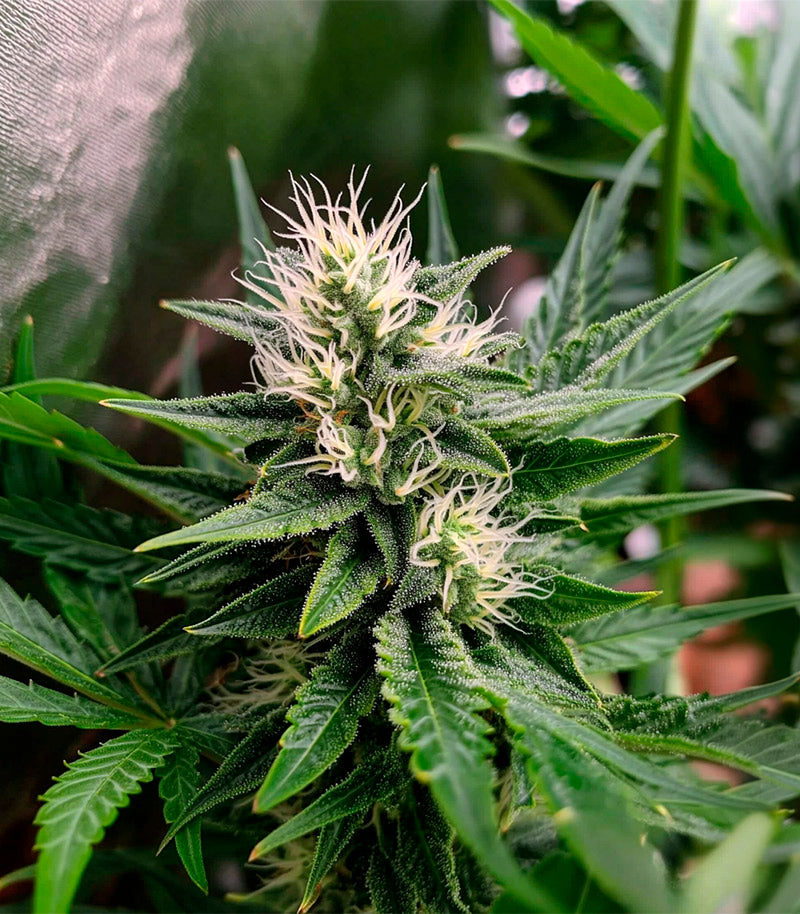 Roślina odmiany Sensi #34 Auto CBD – zdjęcie 5