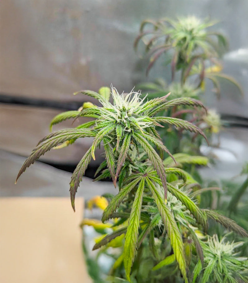 Roślina odmiany Purple Tropicana Cookies Autoflower – zdjęcie 4