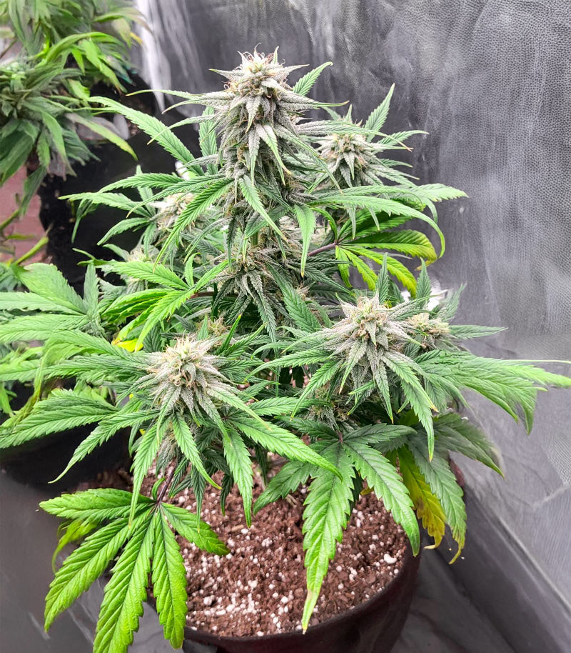 Roślina odmiany Keep Frosted Guava Autoflower – zdjęcie 4
