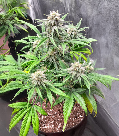 Roślina odmiany Keep Frosted Guava Autoflower – zdjęcie 4