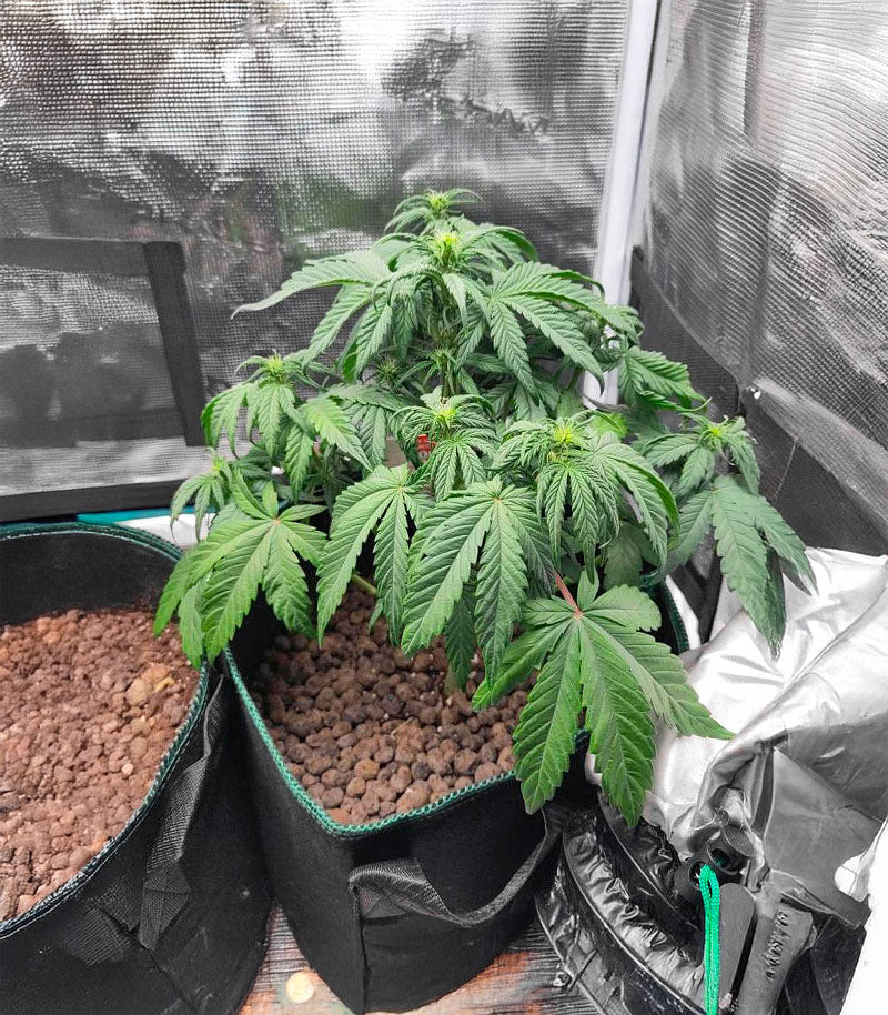 Roślina odmiany White Widow × White Fire OG Autoflower – zdjęcie 7