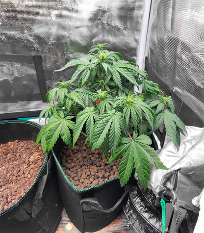 Roślina odmiany White Widow × White Fire OG Autoflower – zdjęcie 7