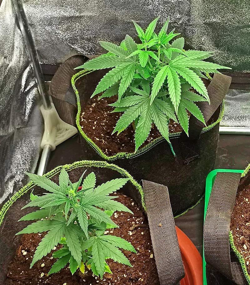 Roślina odmiany Godzilla Original Glue GG#4 Auto – zdjęcie 6