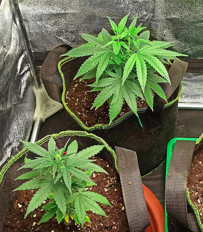 Roślina odmiany Godzilla Original Glue GG#4 Auto – zdjęcie 6