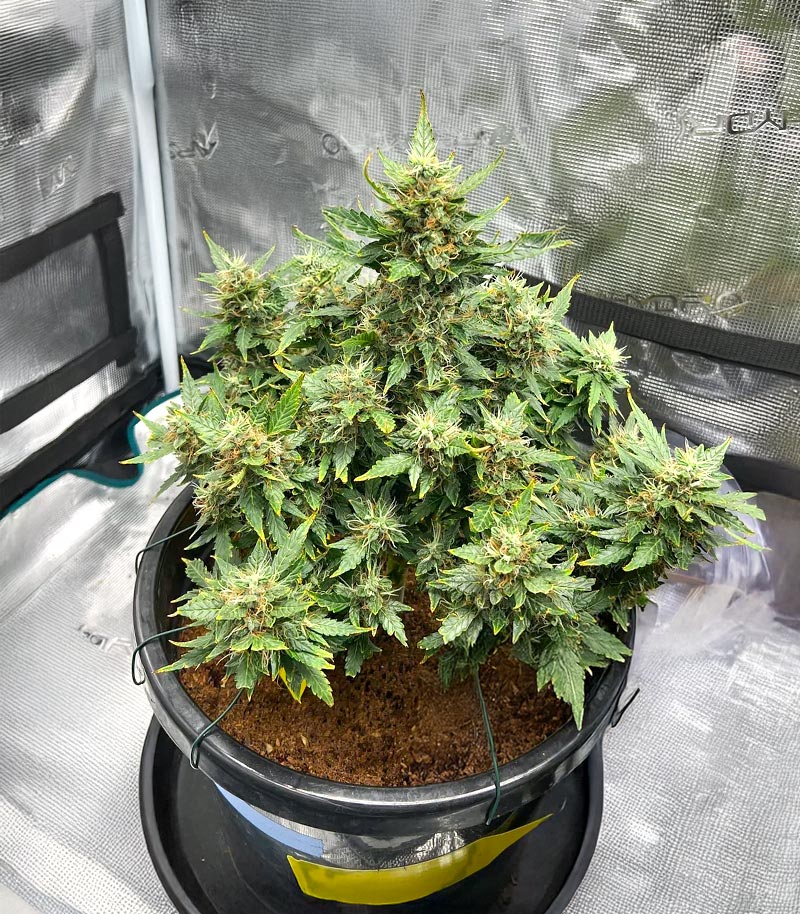 Roślina odmiany Lemon Jack Autoflower – Seedkeepers – zdjęcie 7