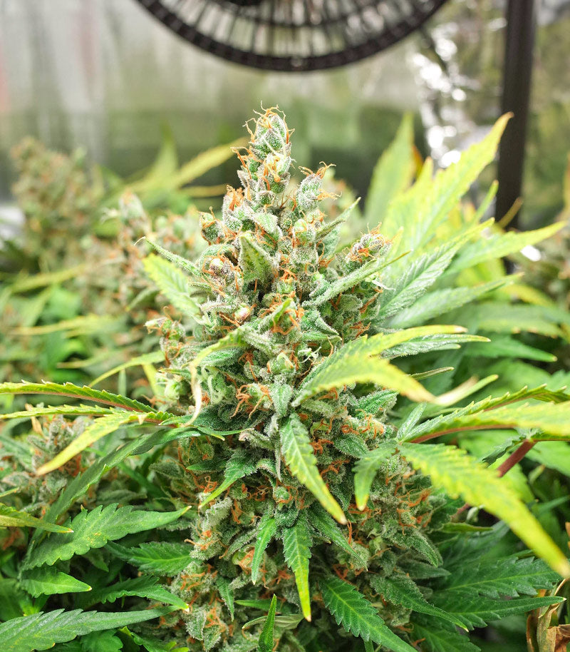 Roślina odmiany Godzilla Original Glue GG#4 Auto – zdjęcie 5
