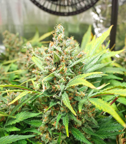 Roślina odmiany Godzilla Original Glue GG#4 Auto – zdjęcie 5