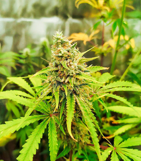 Roślina odmiany Dream Queen Autoflower – zdjęcie 3