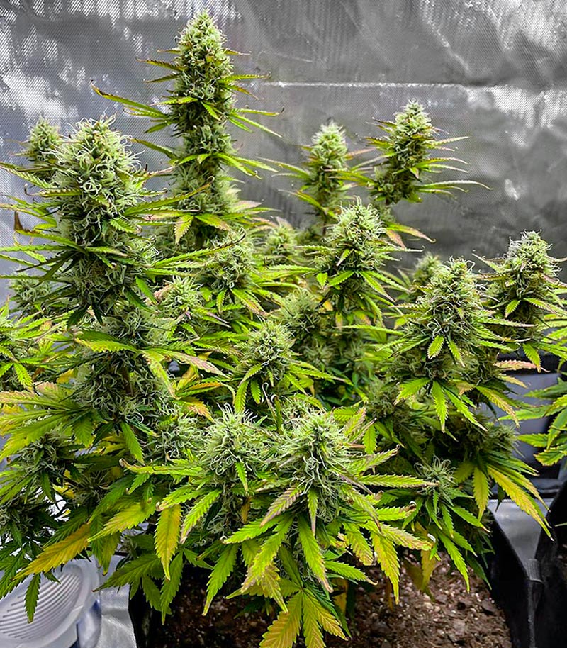 Roślina odmiany Wedding Cake Autoflower – EGS – zdjęcie 4