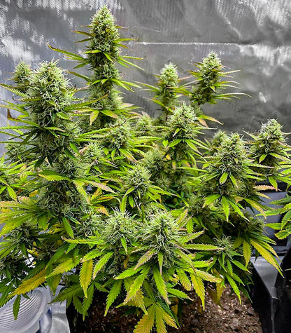 Roślina odmiany Wedding Cake Autoflower – EGS – zdjęcie 4