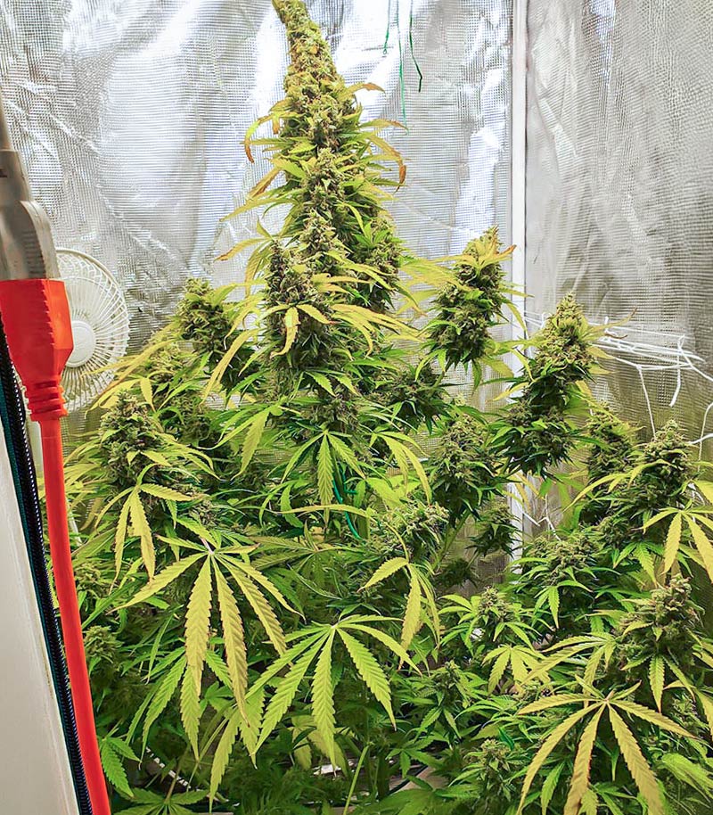 Roślina odmiany Gorilla Purple Autoflower – zdjęcie 3