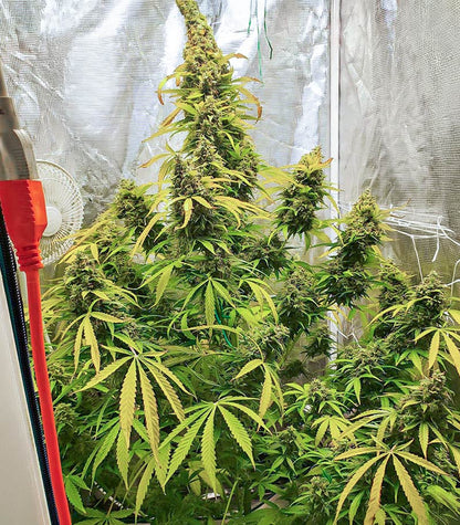 Roślina odmiany Gorilla Purple Autoflower – zdjęcie 3