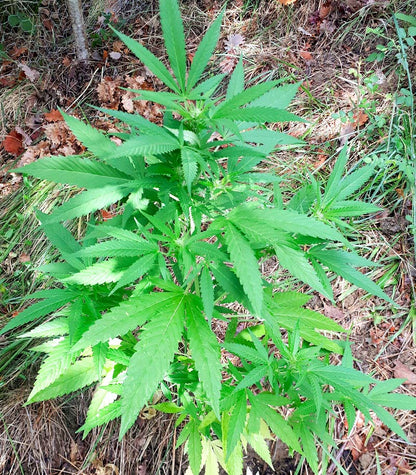 Roślina odmiany Auto White Widow CBD – zdjęcie 4