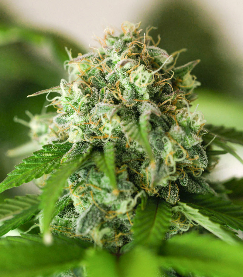 Roślina odmiany Godzilla Original Glue GG#4 – zdjęcie 9
