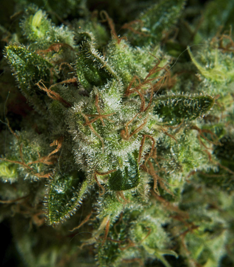 Roślina odmiany Super Lemon Haze – zdjęcie 6