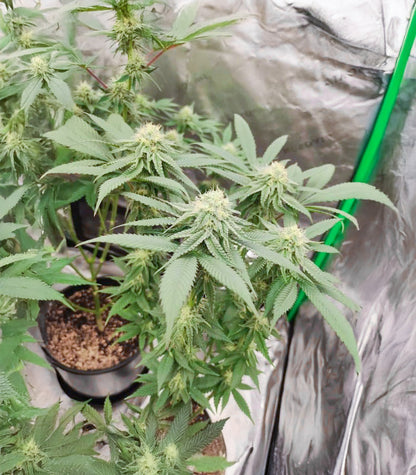 Roślina odmiany Sangria Poison Autoflower – zdjęcie 5