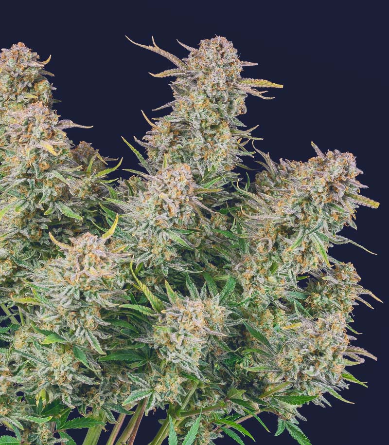 Roślina odmiany Bruce Banner Auto – Fast Buds – zdjęcie 3