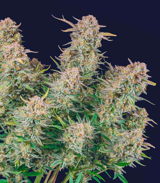 Roślina odmiany Bruce Banner Auto – Fast Buds – zdjęcie 3