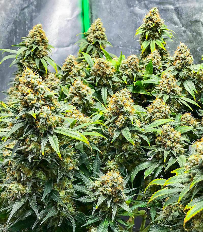 Roślina odmiany Blueberry OG – AlphaFem Seeds – zdjęcie 3
