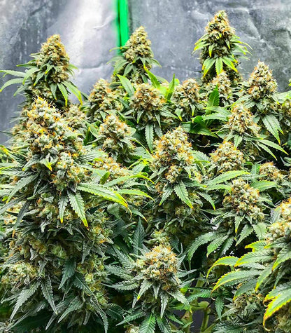 Roślina odmiany Blueberry OG – AlphaFem Seeds – zdjęcie 3