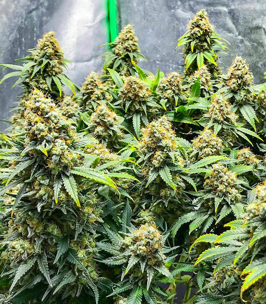Roślina odmiany Blueberry OG – AlphaFem Seeds – zdjęcie 3