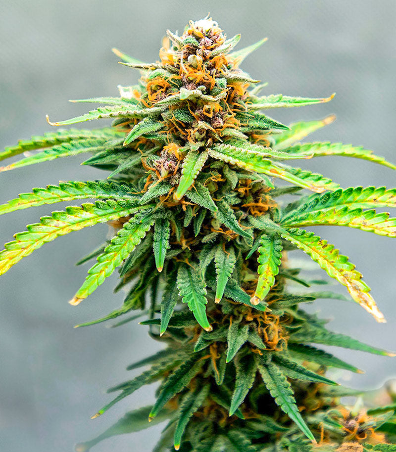 Roślina odmiany Runtz Autoflower – EGS – zdjęcie 3