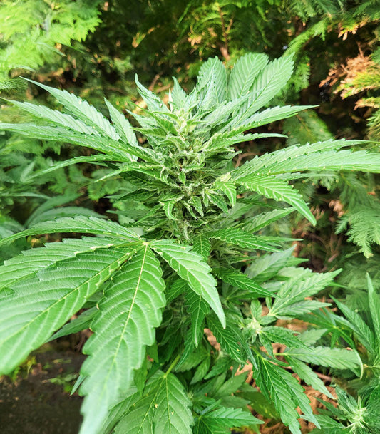 Roślina odmiany Lemon Jack Autoflower – Seedkeepers – zdjęcie 3