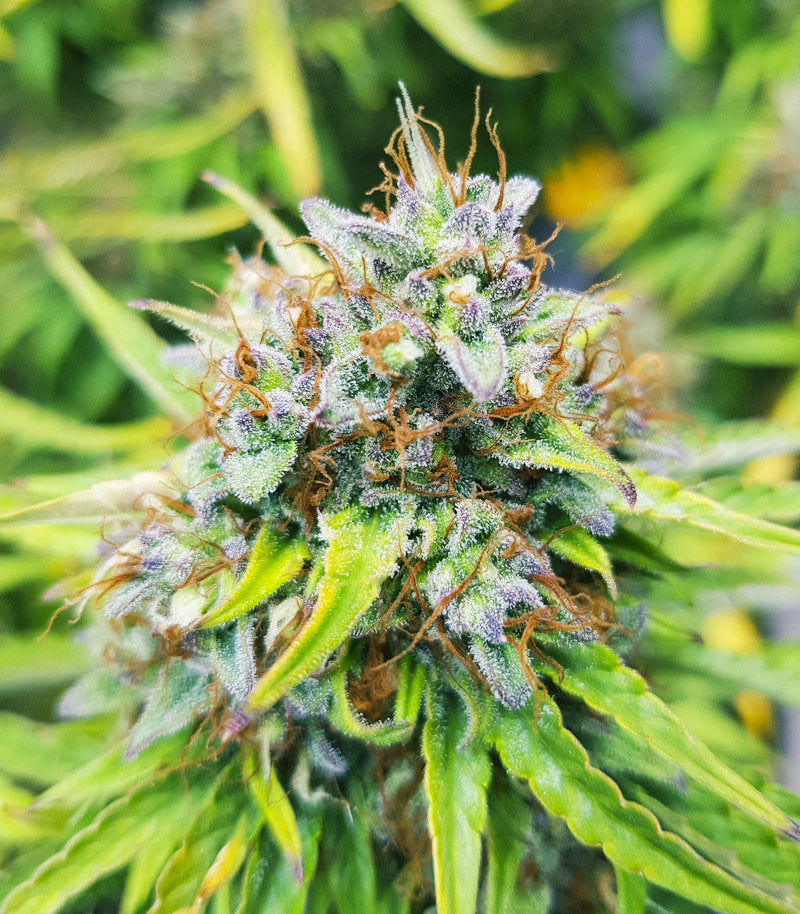 Roślina odmiany Skywalker Haze – zdjęcie 14