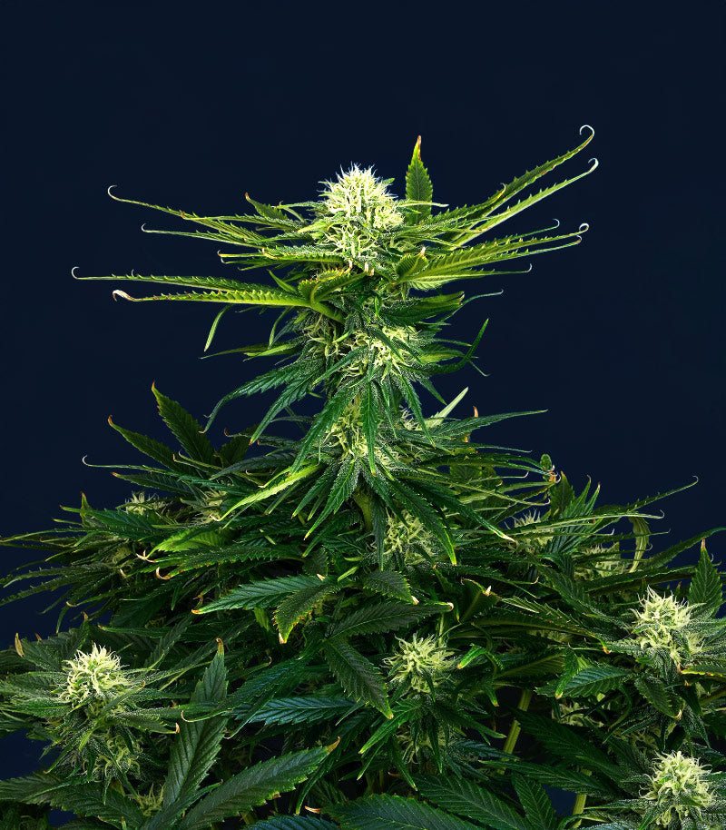 Roślina odmiany Dream Queen Autoflower – zdjęcie 4