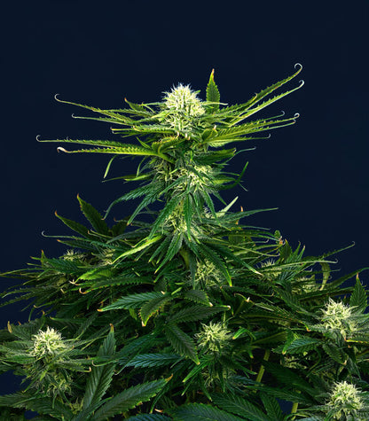 Roślina odmiany Dream Queen Autoflower – zdjęcie 4