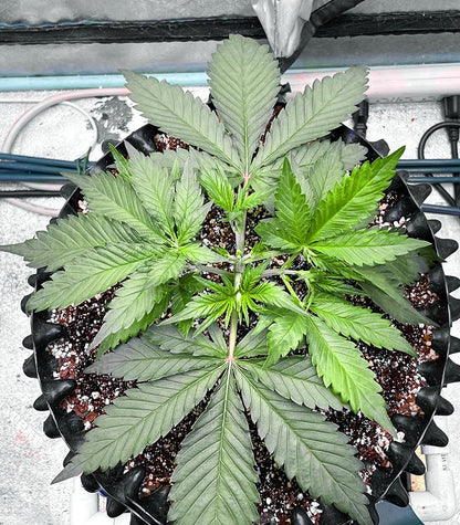 Roślina odmiany Strawberry Gorilla Auto – zdjęcie 7