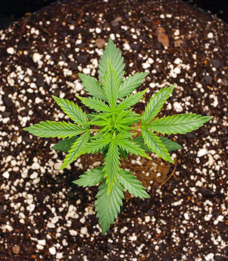 Roślina odmiany Humboldt Dream Autoflower – zdjęcie 4