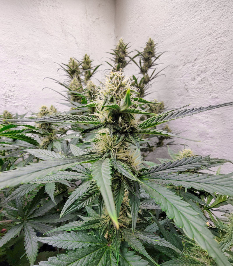 Roślina odmiany Sour Apple Autoflower – zdjęcie 5