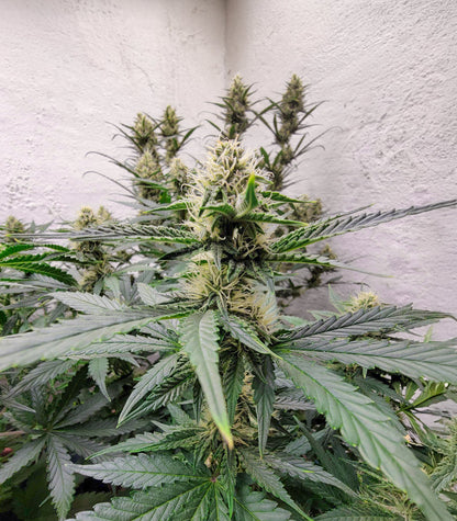 Roślina odmiany Sour Apple Autoflower – zdjęcie 5