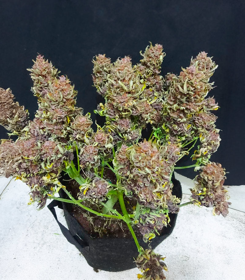Roślina odmiany All Gas OG Autoflower – zdjęcie 5