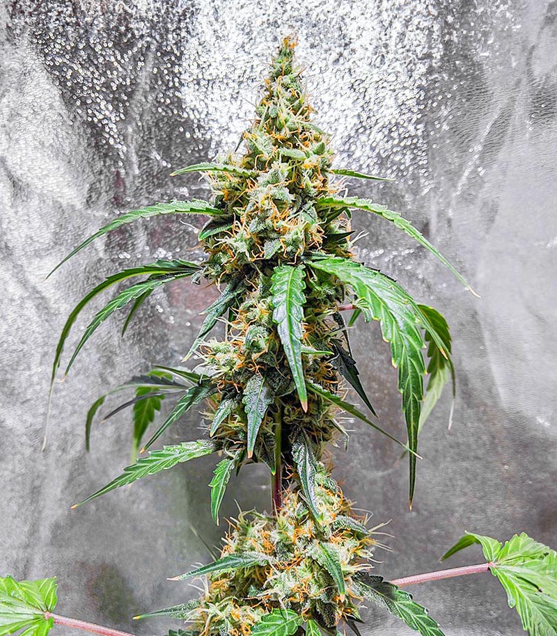 Roślina odmiany Black Herer Autoflower – zdjęcie 3