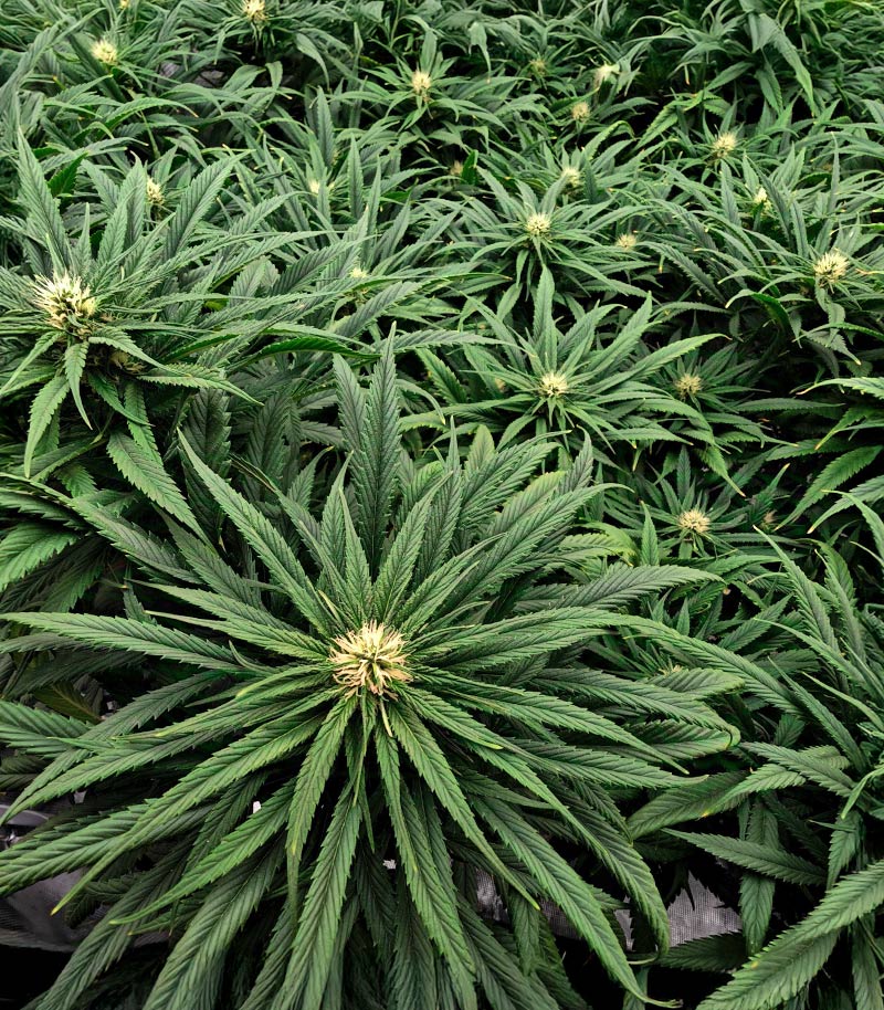 Roślina odmiany Jack Herer – Seedkeepers – zdjęcie 5