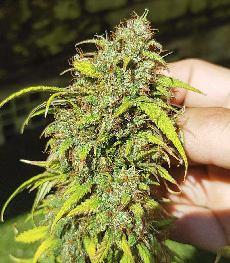 Roślina odmiany Skywalker Haze – zdjęcie 12