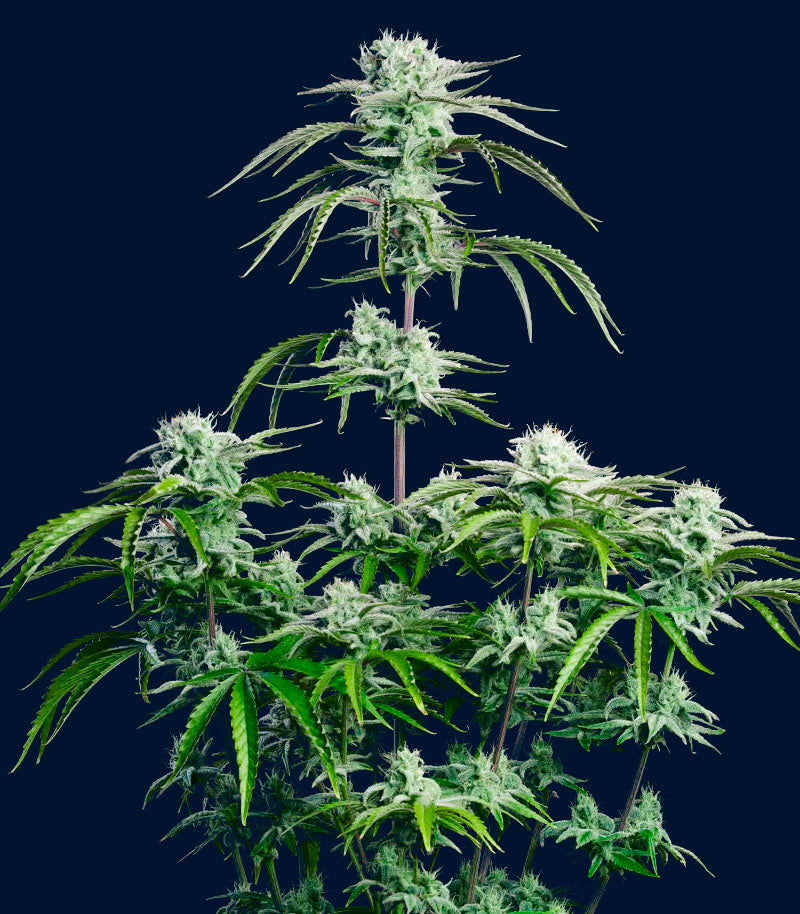 Roślina odmiany Strawberry Banana Auto – zdjęcie 5