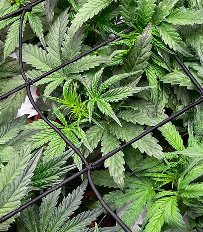 Roślina odmiany Bruce Banner Autoflower – Seedkeepers – zdjęcie 3