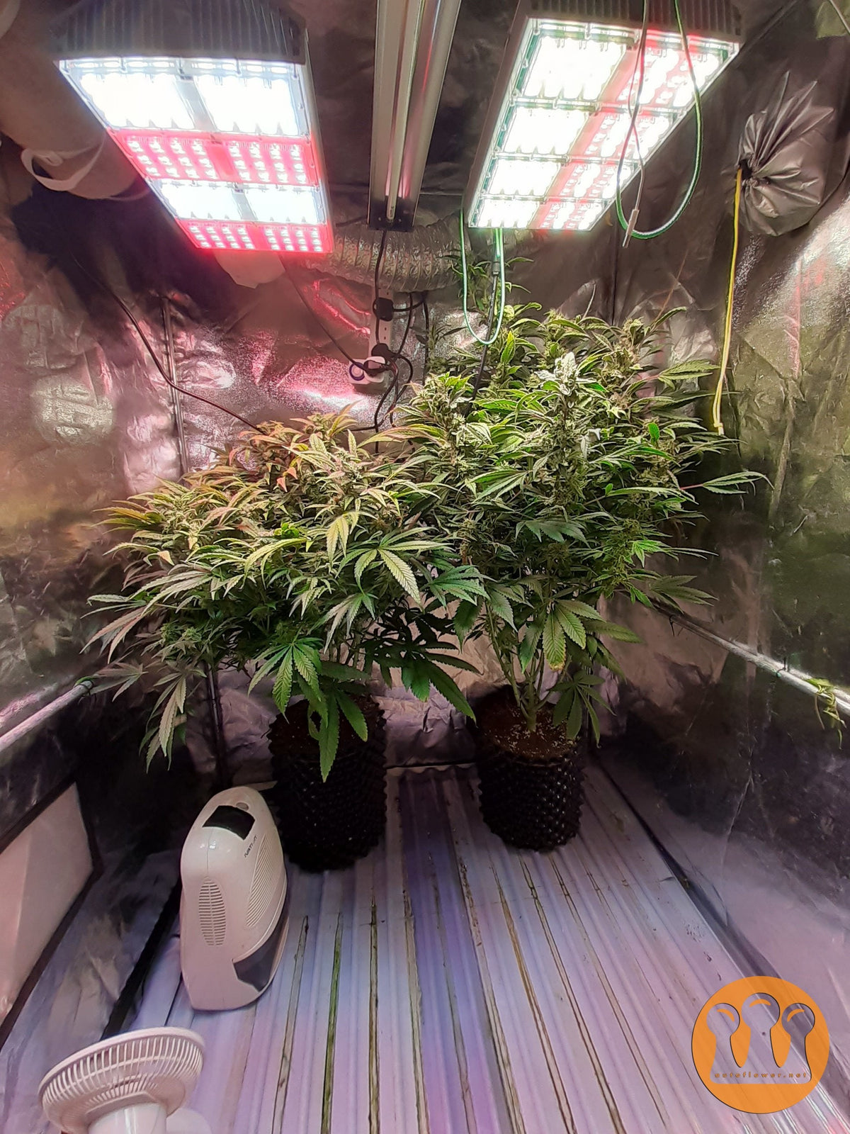 Roślina odmiany Skywalker Haze – zdjęcie 8