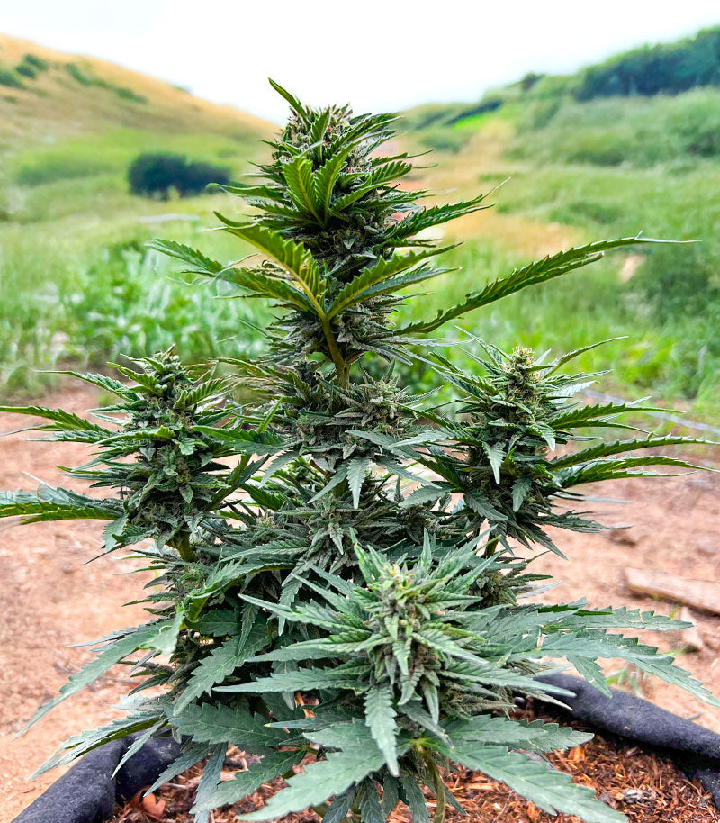 Roślina odmiany Durban Poison Autoflower – Humboldt Seed Company – zdjęcie 4