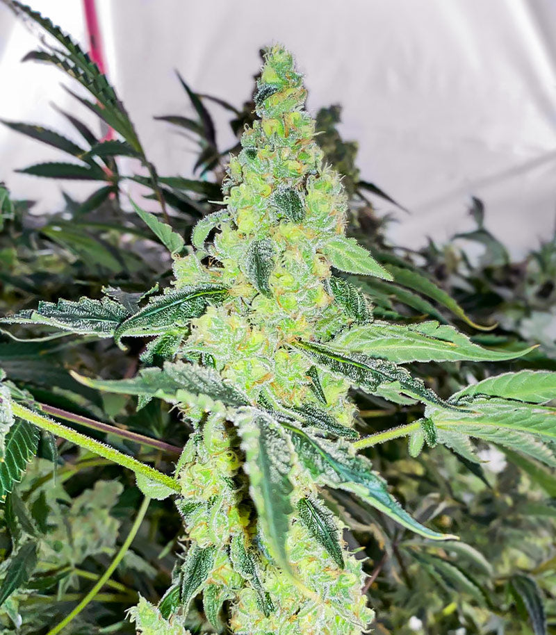 Roślina odmiany Lemon OG – AlphaFem Seeds – zdjęcie 3