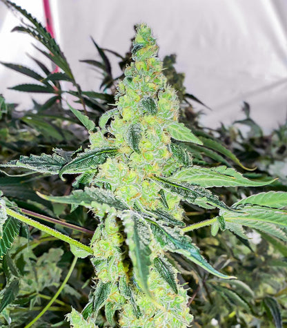 Roślina odmiany Lemon OG – AlphaFem Seeds – zdjęcie 3