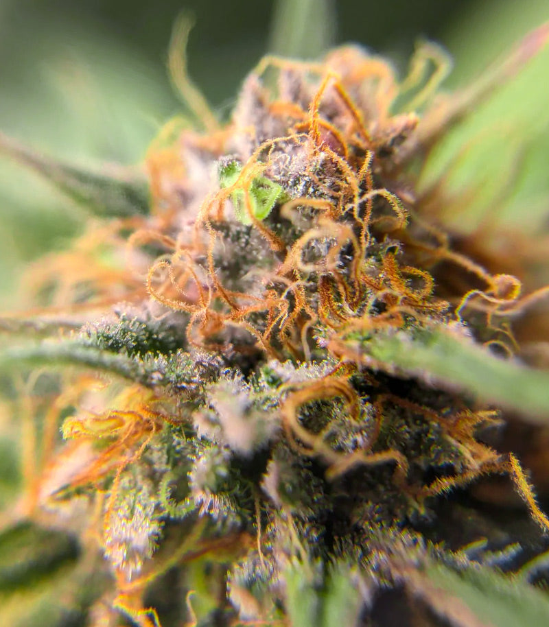 Roślina odmiany Durban Poison Autoflower – Seedkeepers – zdjęcie 5