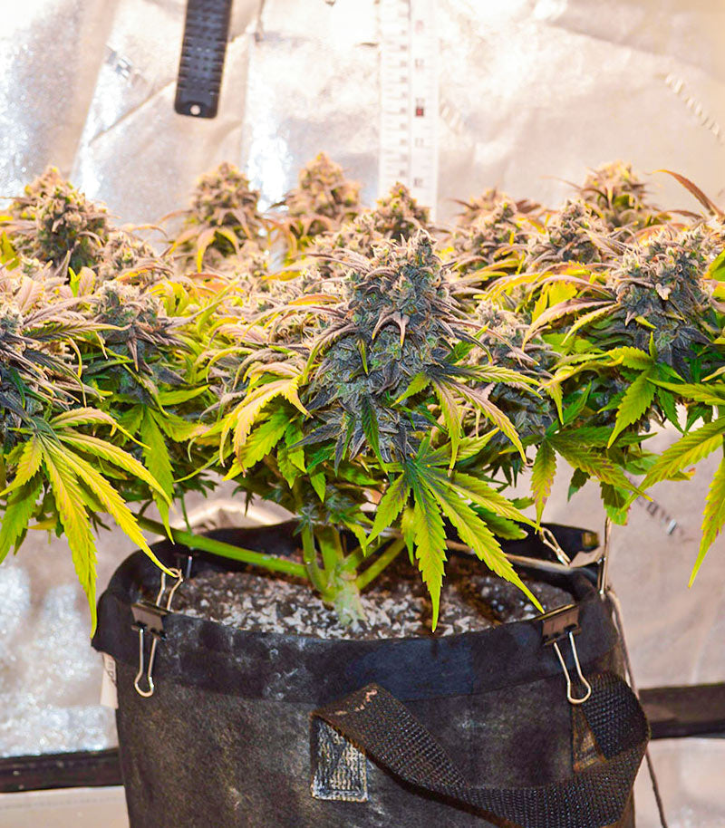 Roślina odmiany Crystal WW Autoflower – zdjęcie 6