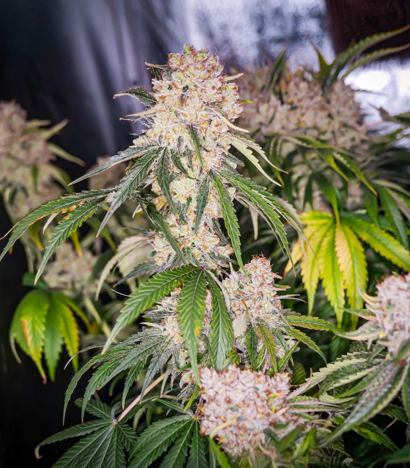Roślina odmiany Keep Frosted Guava Autoflower – zdjęcie 5